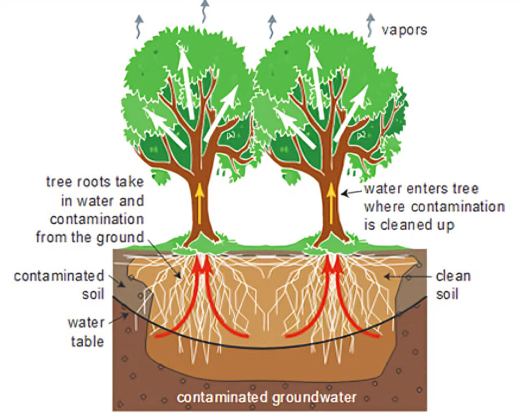 Phytoremediation: A Potential Candidate for Environmental Catharsis