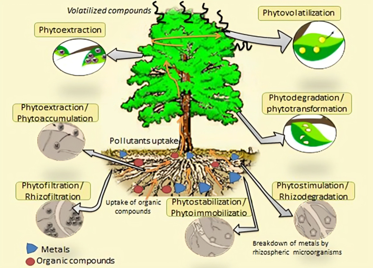 Phytoremediation: A Potential Candidate for Environmental Catharsis