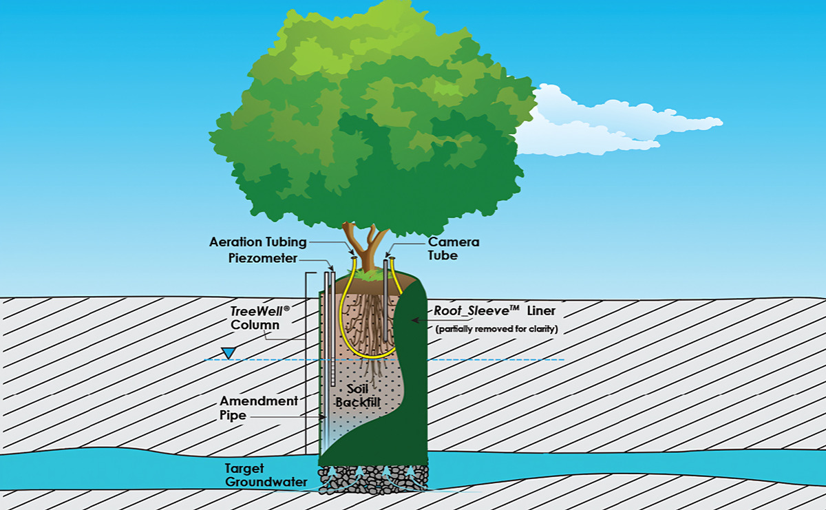 Phytoremediation: A Potential Candidate for Environmental Catharsis